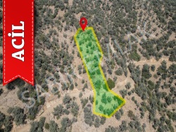 Bayındır Zeytinova Mah. Satılık Tarla 1740 M2