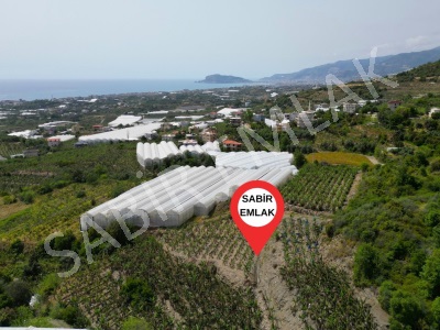 Alanya Yaylalı Satılık Tarla Muz Bahçesi Yatırımlık Mah