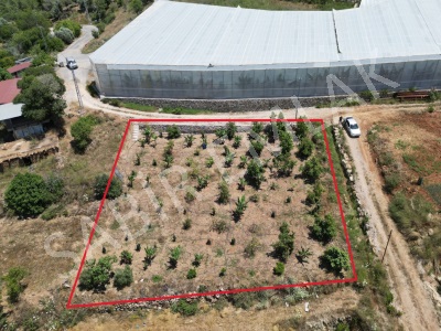 Alanya Demirtaş Satılık Tarla Muz Ve Avokado Ekili Mah