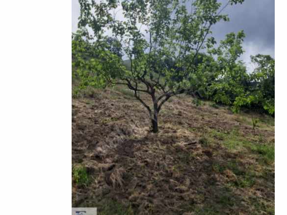 Turyap Özcan Çakırdan Sermayecik De Meyva Bahcesi Konteynırlı Satılık Bağ Altınova Köyü