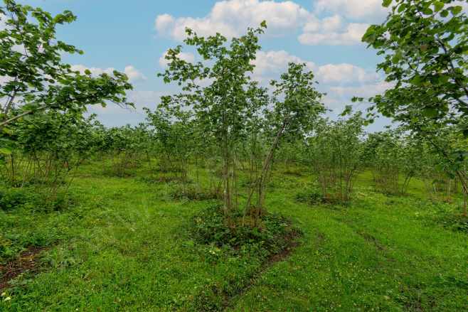 Ordu Oremlak Satılık Fındık Bahçesi Kökenli Mah 3214 15M² Müstakil Parsel Altınordu