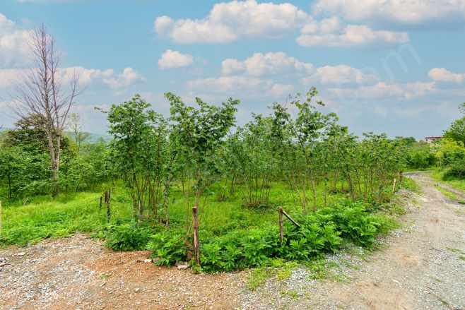Ordu Oremlak Satılık Fındık Bahçesi Kökenli Mah 3214 15M² Müstakil Parsel Altınordu