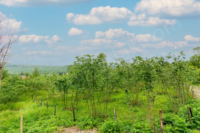 Kökenli Mah. Altınordu Satılık Fındık Bahçesi |  3214M2 4.950.000Tl Resim-4