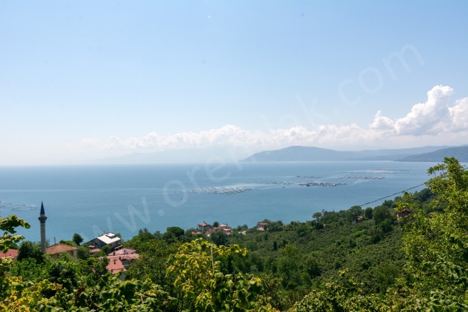 Kaleyaka Mah. Perşembe Satılık Fındık Bahçesi |  4579M2 5.150.000Tl İmarlı  Resim-1