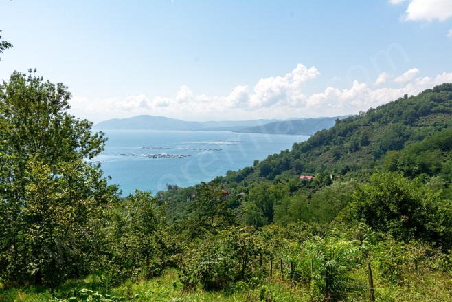 Kaleyaka Mah. Perşembe Satılık Fındık Bahçesi |  4579M2 5.150.000Tl İmarlı  Resim-3