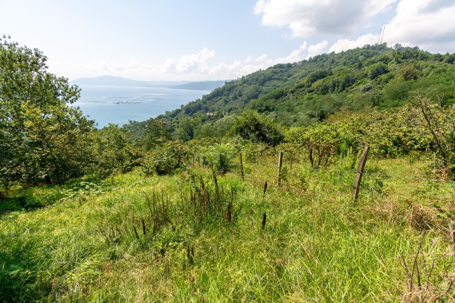 Kaleyaka Mah. Perşembe Satılık Fındık Bahçesi |  4579M2 5.150.000Tl İmarlı  Resim-5