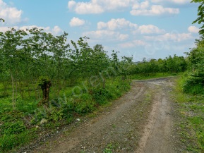 Ordu Altınordu Kökenli Mah. Satılık Fındık Bahçesi 3214 M2