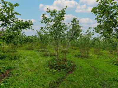  For Sale in  Turkey, Ordu, Altinordu, Kokenli neighborhood , 3214 m2