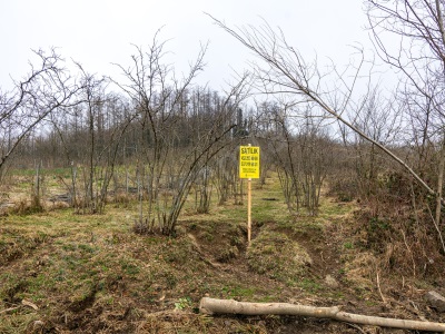Ordu Perşembe Güzelyurt Mah Tek Tapu 880M² Satılık Fındık Bahçesi