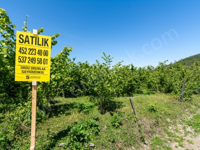 Oremlaktan Ordu Perşembe Güzelyurt Mah 5 947M² Satılık Fındık Bahçesi Tek Tapu