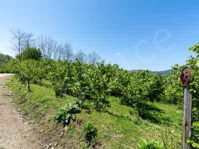  For Sale in  Turkey, Ordu, Persembe, Guzelyurt neighborhood , 5947 m2