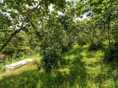 Ordu Altınordu Kızılhisar Mah 1 000M² Satılık Fındık Bahçesi