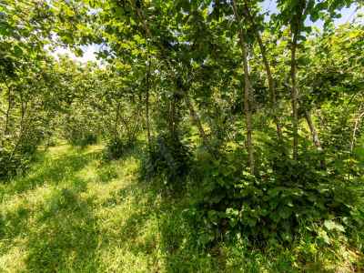  For Sale in  Turkey, Ordu, Altinordu, Kizilhisar neighborhood , 1000 m2