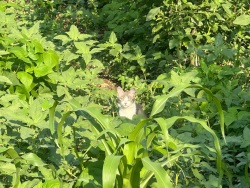 Toroslar Arslanköy Mah. Satılık Arazi 947 M2