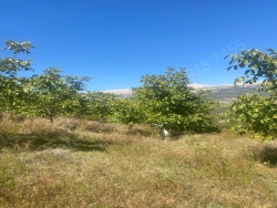 Toroslar Arslanköy Mah. Satılık Bahçe 1680 M2