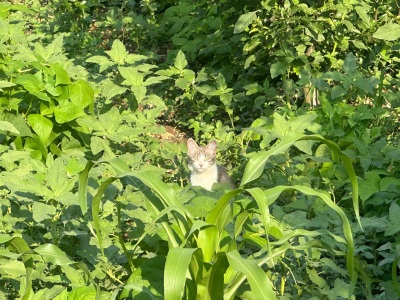 Arslanköyde Muhteşem Konumda Satılık Arazi 947 M² Arsa Toroslar Arslanköy Mah