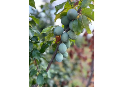 Arslanköyde Satılık Bahçe Tarım Ve Yatırım Fırsatı Arazisi Toroslar Arslanköy Mah