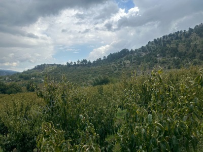 Mersin Toroslar Arslanköyde Satılık Arazi 2 950 M² Şeftali Bahçesi Akdeniz Abdullah Şahutoğlu Mah