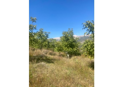 Satılık Bahçe Verimli Ceviz Si – Mersin Toroslar Arslanköy Yaylasında Doğa İçinde Yatırım Fırsatı Mah