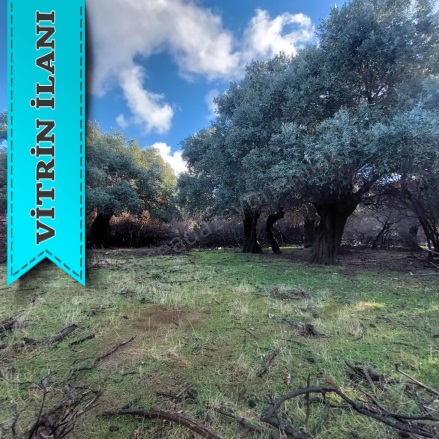 Tepeköy Mevkii Gökçeada Satılık Arazi |  498M2 1.250.000Tl Resim-5