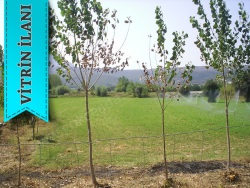 Gökçeada Yeni Bademli Mevkii Satılık Müstakil Ev 3+1 9598 M2 | Komple Bina | Soba | 1 Banyo | 3 Yatak Odası