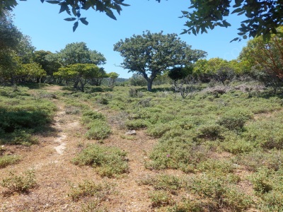 Satılık Arazi Zeytinliköy Mevkii 10241 M2 2600000 Tl Gökçeada