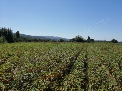 Monteden Aydın Koçarlıda Yola Sıfır 8 500 M2 (Anahtarinizbizde Com Denizli Satılık Tarla ) Kasaplar Mah