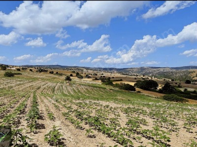 Kofçazda 52 Dönüm Satılık Arsa Arazi Yeni Mahalle