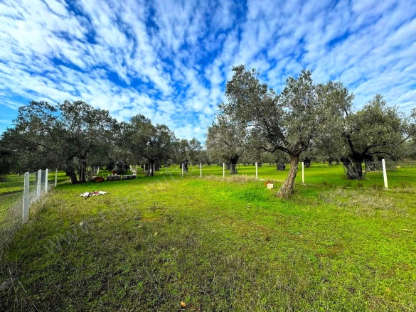 Gaziilyas Mah. Edremit Satılık Zeytinlik |  2600M2 4.850.000Tl Resim-1