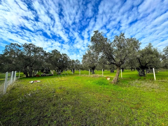 Gaziilyas Mah. Edremit Satılık Zeytinlik |  2600M2 4.850.000Tl Resim-4