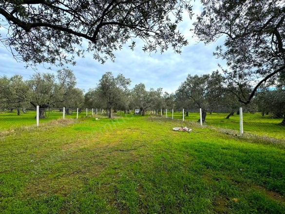 Gaziilyas Mah. Edremit Satılık Zeytinlik |  2600M2 4.850.000Tl Resim-5