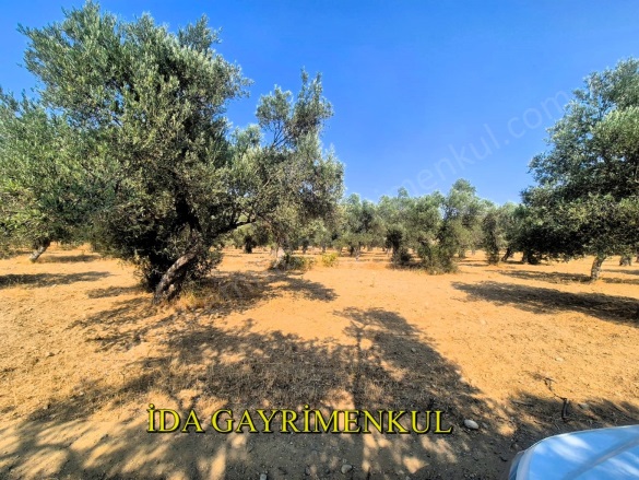 Yolören Mah. Edremit Satılık Zeytinlik |  12251M2 18.000.000Tl Resim-3
