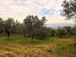 Havran Küçükdere Mah. Satılık Zeytinlik 2750 M2