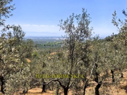 Edremit Zeytinli Mah. Satılık Zeytinlik 2900 M2