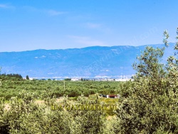 Burhaniye Bahadınlı Mah. Satılık Zeytinlik 12720 M2