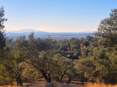 İda Gayrimenkulden Gömeç Karaağaç Arasında Full Adalar Manzaralı Satılık Zeytinlik Kemalpaşa Mah
