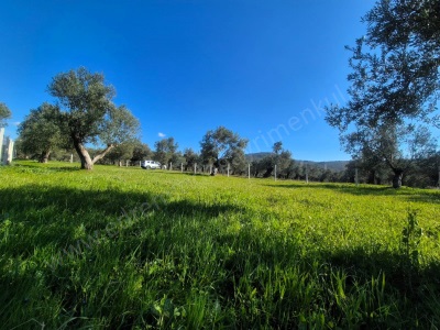 İda Gayrimenkulden Burhaniye Pelitköyde Yol Cepheli Fırsat Satılık Zeytinlik Pelitköy Mah