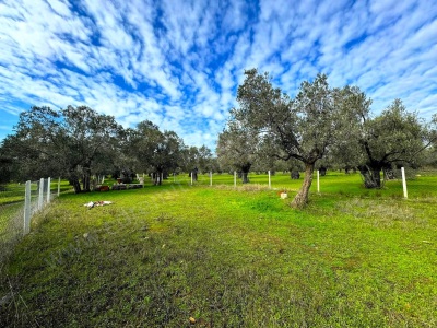 İdadan Edremit Gaziilyasta Yeni Hastane Civarı Fırsat Satılık Zeytinlik Gaziilyas Mah