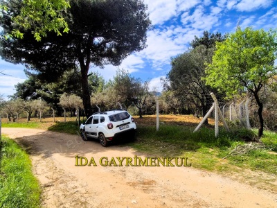 İdadan Edremit Çamcıda Köye Yakın Düz Taban Fırsat Satılık Zeytinlik Çamcı Mah