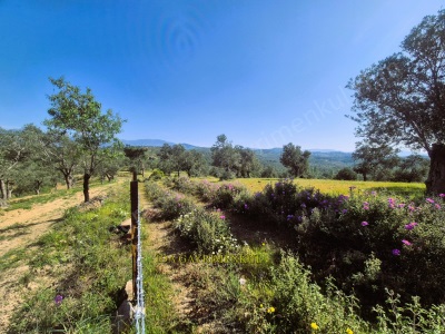 İdadan Havranın Gözbebeği Çamdibinde Kadastro Yollu Fırsat Satılık Zeytinlik Çamdibi Mah