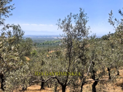 İda Gayrimenkulden Edremit Zeytinlide Deniz Manzaralı 3 Dönüm Satılık Zeytinlik Zeytinli Mah