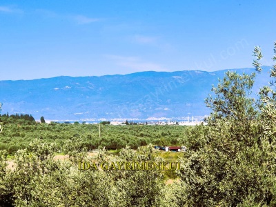 İdadan Burhaniye Merkez Dibi Deniz Gören Asfalt Cephe Satılık Zeytinlik Bahadınlı Mah