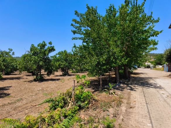 Çamlık Mah. Selçuk Satılık Arazi |  9169M2 15.500.000Tl Resim-2