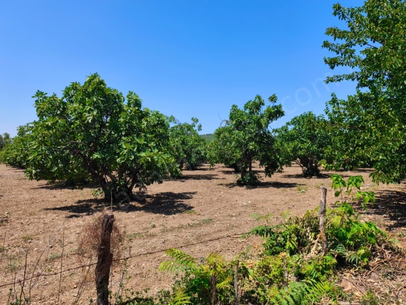 Çamlık Mah. Selçuk Satılık Arazi |  9169M2 13.900.000Tl Resim-4