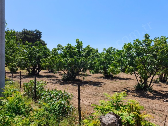 Çamlık Mah. Selçuk Satılık Arazi |  9169M2 13.900.000Tl Resim-5