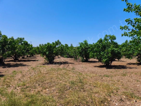 Çamlık Mah. Selçuk Satılık Arazi |  9169M2 15.500.000Tl Resim-5