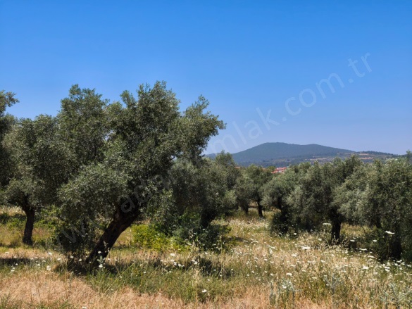 Gökçealan Mah. Selçuk Satılık Arazi |  1221M2 2.350.000Tl Resim-3