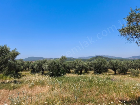 Gökçealan Mah. Selçuk Satılık Arazi |  1221M2 2.350.000Tl Resim-4
