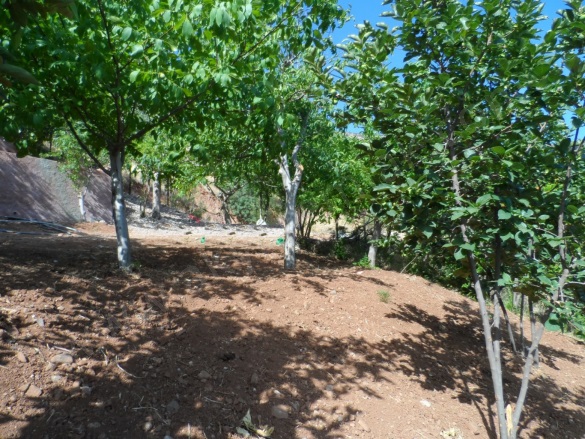 Kılavuzlu Mah. Onikişubat Satılık Bağ |  6000M2 0Tl Resim-3