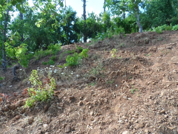 Kılavuzlu Mah. Onikişubat Satılık Bağ |  6000M2 0Tl Resim-4